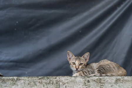 猫在水泥栅栏上。流浪猫