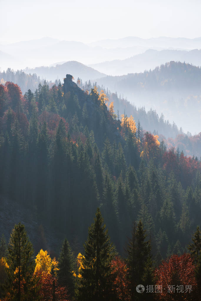 用一块石头的秋季景观。在山的云杉林。阳光灿烂的日子，有烟霞。喀尔巴阡，乌克兰，欧洲