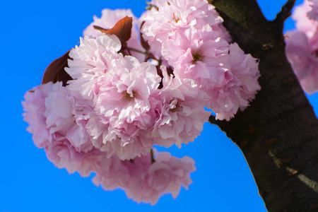 柔和的焦点樱花或樱花花在树枝上对蓝天背景。日本樱桃。景深浅。专注于花朵的中心