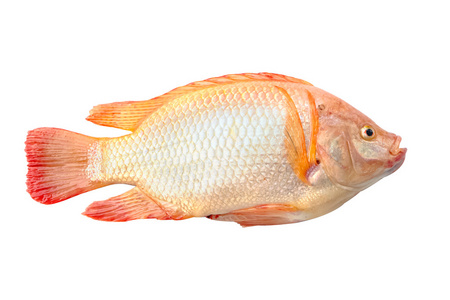 红罗非鱼孤立的白色背景上照片