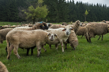 在一片绿色的草地上有毛的羊