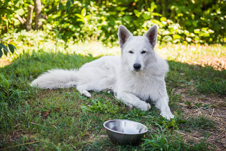 一只带碗的瑞士白牧羊犬.狗在外面吃东西照片