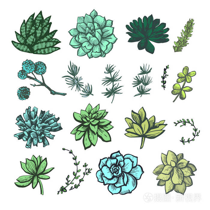 装饰色彩图形肉质植物图案
