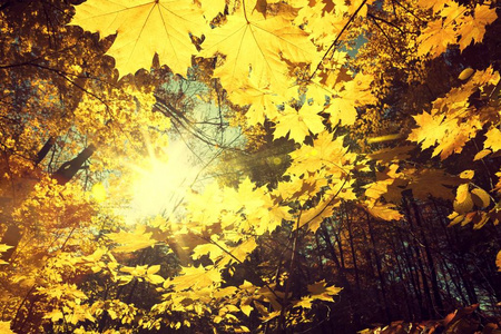 在秋天的树林的阳光。美自然背景
