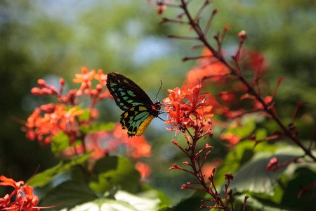 凯恩斯 birdwing 蝴蝶 Ornithoptera euphorion 栖息在花园的一棵树上。这个物种是澳大利亚特有的。