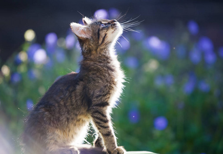 可爱的小猫在花园里, 紫色的花朵在背景中