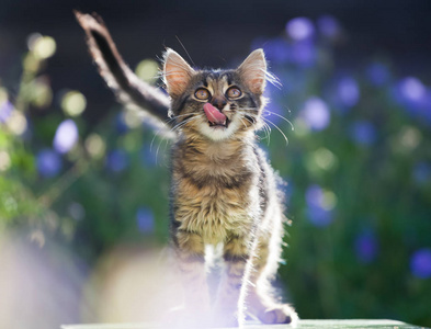 可爱的小猫在花园里, 紫色的花朵在背景中