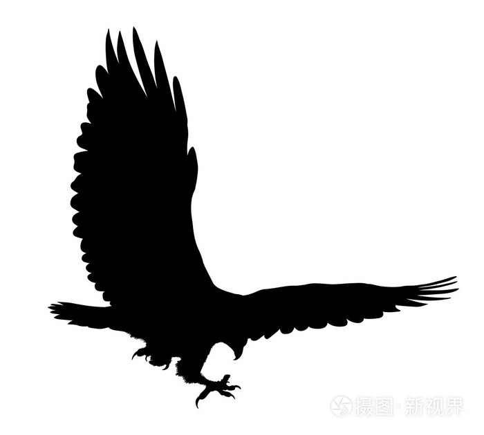 鹰飞剪影孤立在白色背景上.矢量图