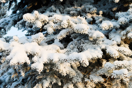 雪中的冬树云杉