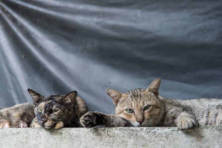 猫在水泥栅栏上。流浪猫