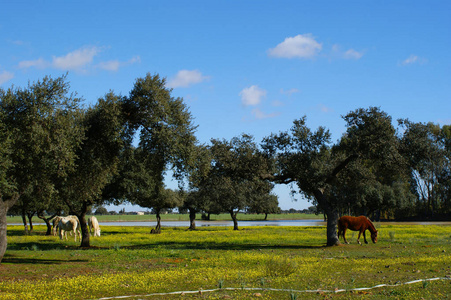橡木草甸与马