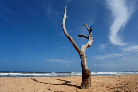 Balapitiya 海滩上的死树。未触及的热带海滩