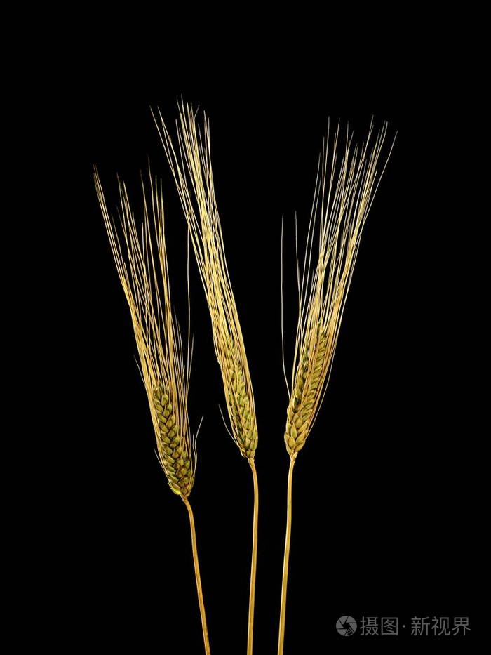 黑色背景上的三个小麦粮食秸秆