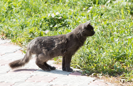 夏天的猫在户外散步