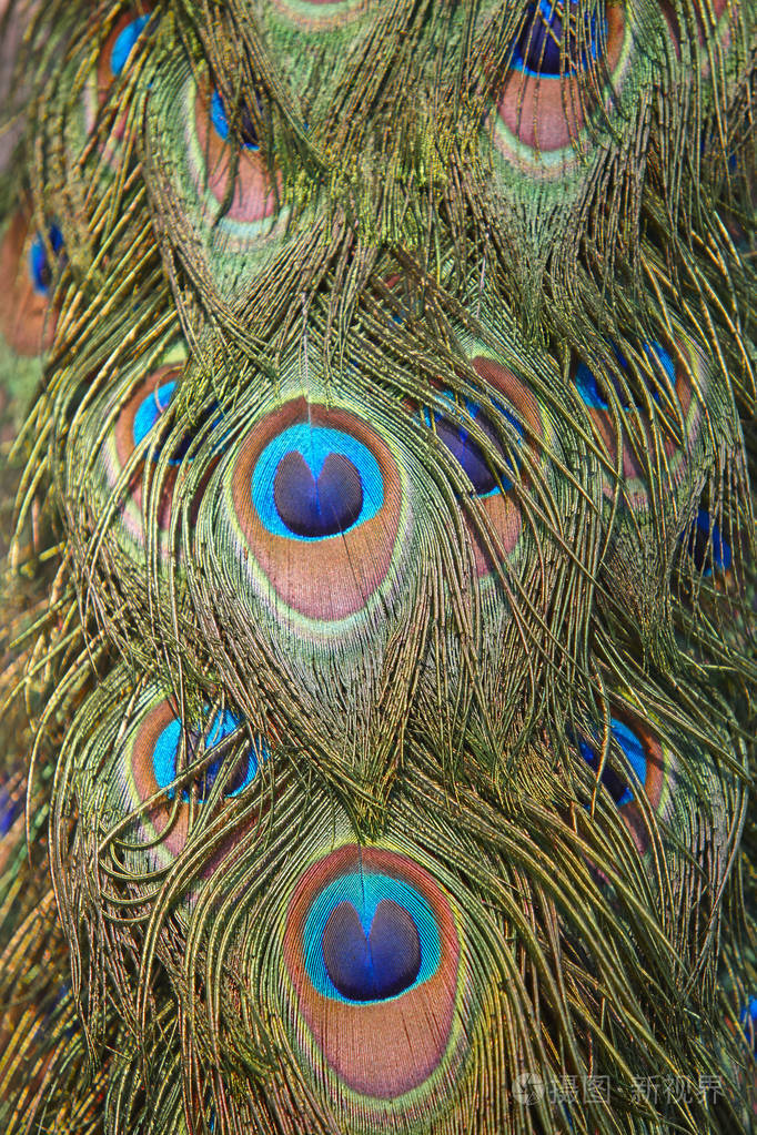 孔雀开屏羽毛细节.自然明亮色彩设计