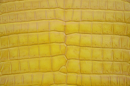 特写视图和纹理特写黄色鳄鱼, 鳄鱼腹部皮肤纹理用于墙纸背景.