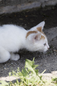 可爱的小猫小狗