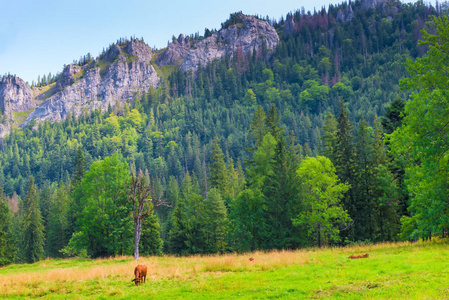 在 Tatra 山的草地上放牧的褐牛