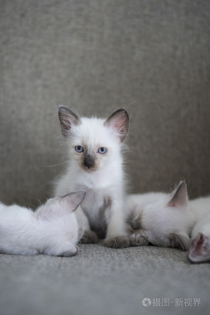 可爱的暹罗猫小猫
