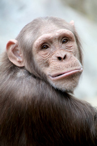 好奇的黑猩猩猿