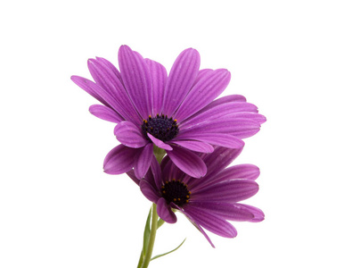 美丽的 osteospermum 或非洲菊花花白色隔离