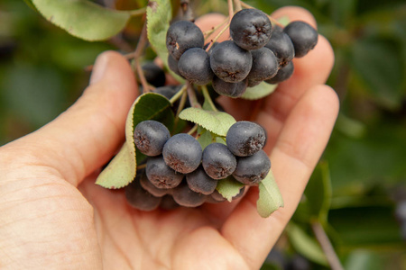 黑 chaeburray 浆果生长