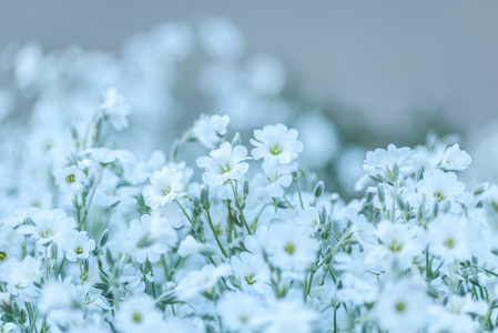 林间空地白色娇嫩的小花。花卉背景