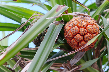 vacquois 水果, pandanus palm