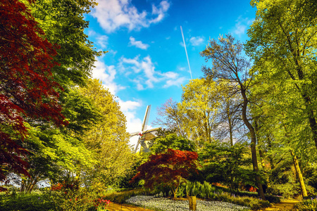 盛开的花园的欧洲，库肯霍夫公园。荷兰