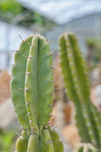 trichocereus 仙人掌肉质在沙漠中的特写。模糊背景仙人掌的细节