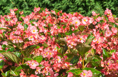 海棠 benariensis 级大玫瑰带绿叶, benary 海棠, 许多明亮的粉红色和红色的花朵, 阳光照亮植物, 夏日