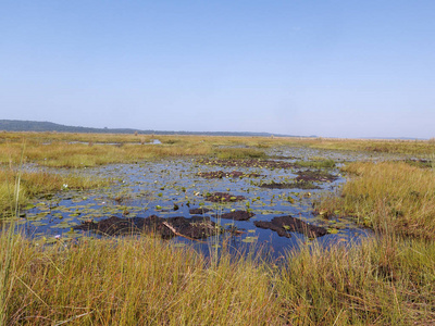 Mabamba 沼泽, 维多利亚湖, 乌干达, 2018年8月