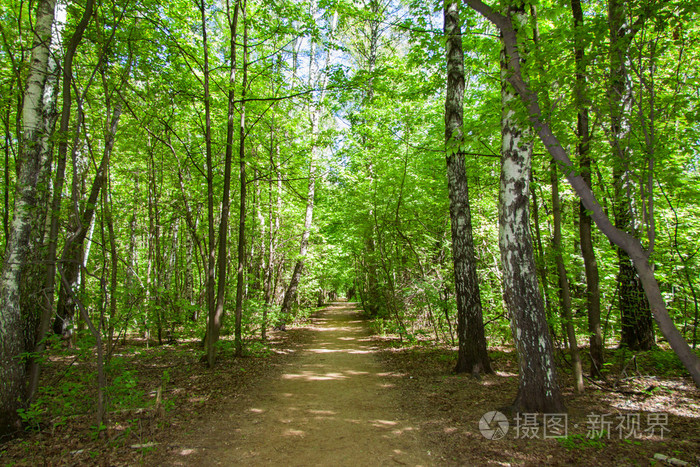 在夏季阳光明媚的森林中的人行道, 美丽的风景