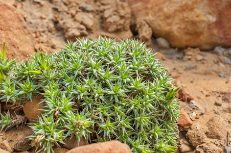 沙漠仙人掌 gymnocalycium 特写