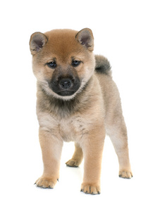 小狗 shiba inu