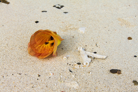 海芙蓉 木槿 tiliaceus 和珊瑚在白色的沙滩上