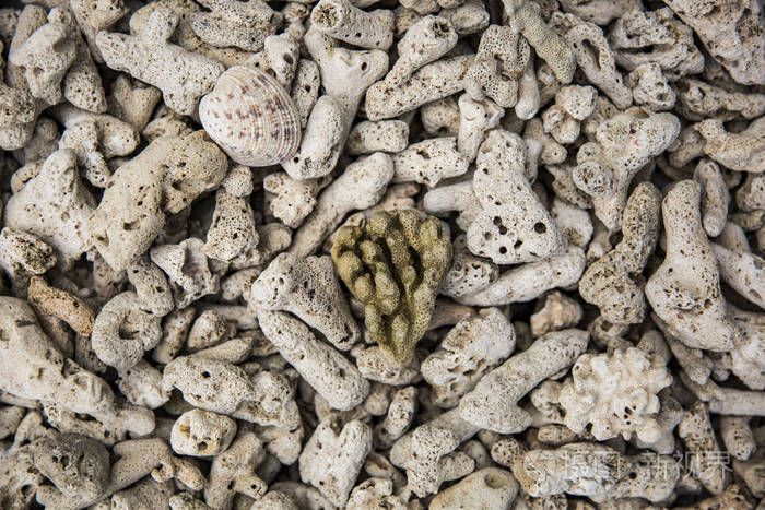 从珊瑚岩特写了有趣的纹理