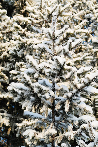 雪中的冬树云杉