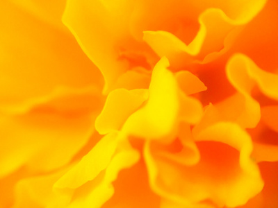 抽象的橘黄色花纹理，万寿菊花瓣宏