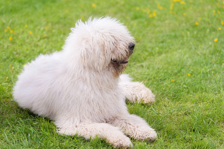 匈牙利 komondor 狗在公园里。狗肖像