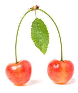 孤立的樱桃叶图片