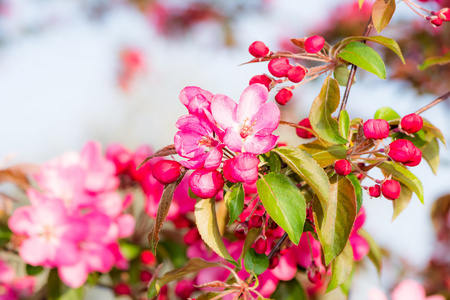 苹果棵开花的树，用粉红色的花朵