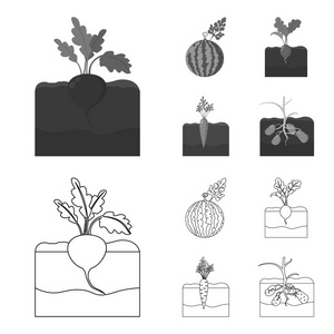 西瓜, 萝卜, 胡萝卜, 土豆。植物集合图标的轮廓, 单色风格矢量符号股票插画网站
