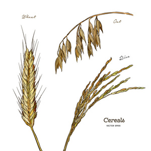 谷物套装。手绘插图小麦, 燕麦, 大米, 农舍的老式风格