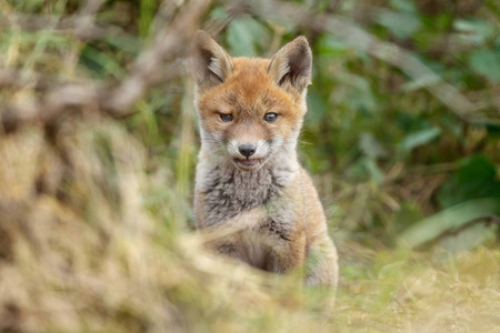 红色狐狸幼崽在自然在春天天