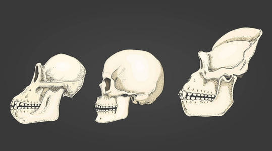 人类和黑猩猩 大猩猩。生物学和解剖图。刻的手绘在旧素描和复古的风格。猴子的头骨或骨骼或骨骼轮廓。查看或脸或配置文件