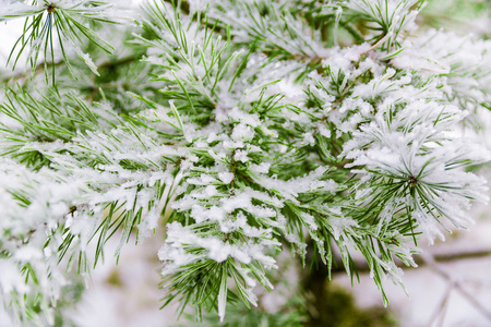 白雪覆盖下的松枝