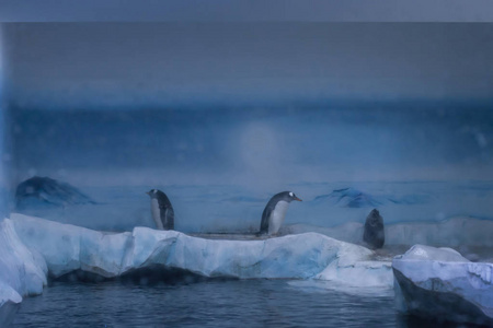 冰冻区的水族馆, 冰冷的景观, 在那里你可以看到企鹅在玩耍