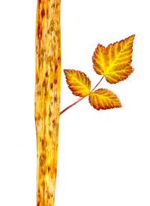 植物和枝干落叶的绘制