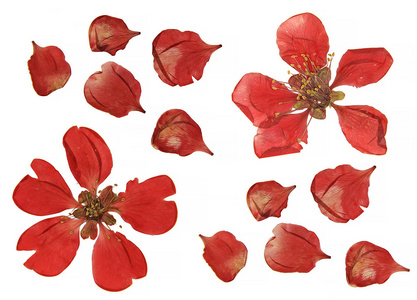 油彩压干大红花花瓣开花图片